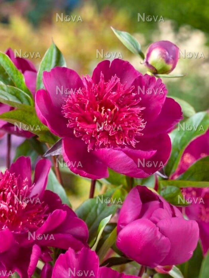 Easy Lavender Peony - Paeonia x lactiflora 'Easy Lavender' from EC Browns Nursery
