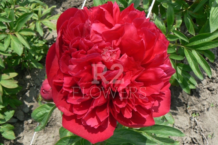 Delaware Chief Peony - Paeonia x lactiflora 'Deleware Chief' from EC Browns Nursery