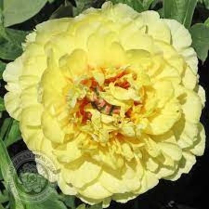 Garden Pleasure ITOH Hybrid Peony - Paeonia x ITOH 'Garden Treasure' from EC Browns Nursery