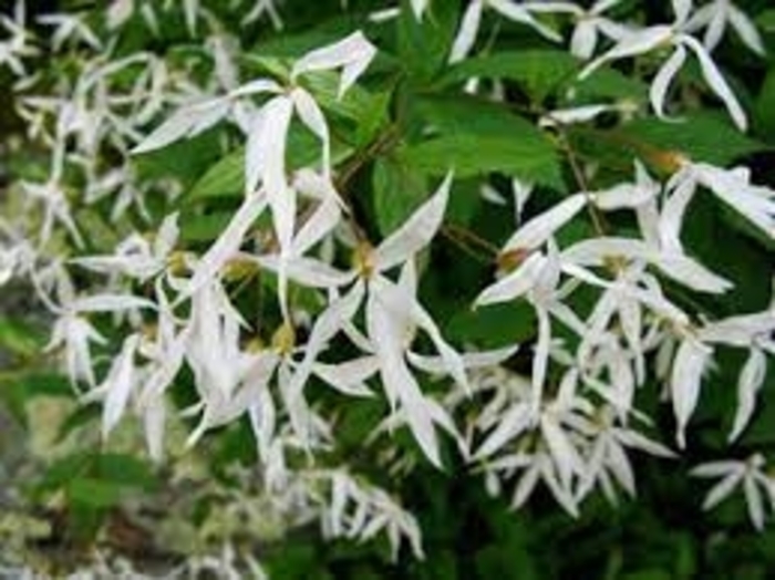 Bowman's Root - Gillenia trifoliata from EC Browns Nursery