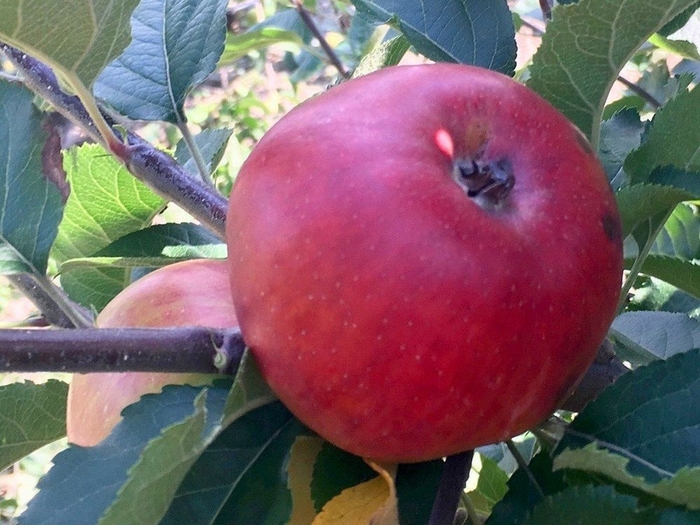 Reine Des Pommes - Malus 'Reine Des Pommes' from EC Browns Nursery