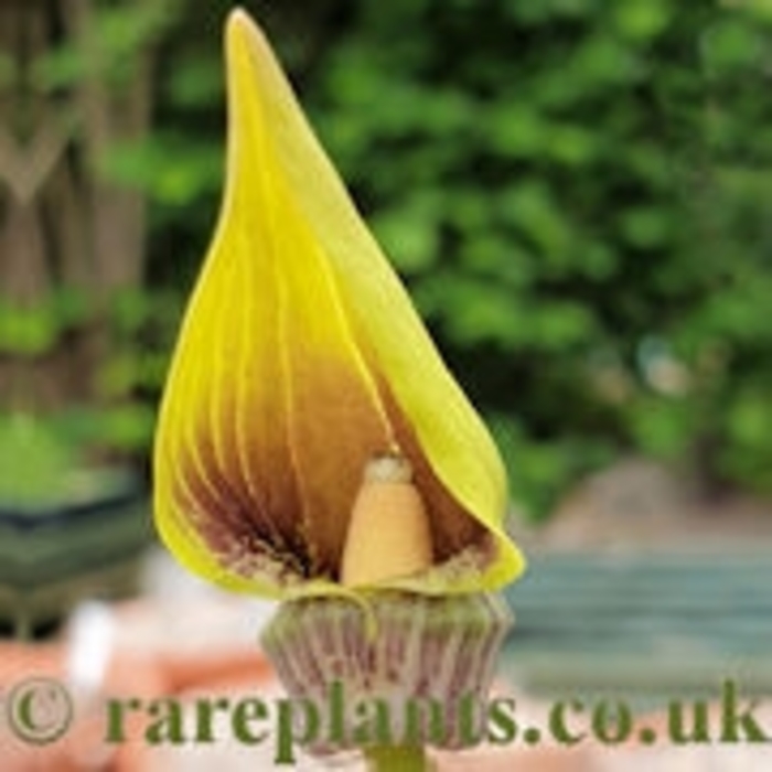 Tibetan Jack-in-the-pulpit - Arisamea flavum ssp tibeticum from EC Browns Nursery