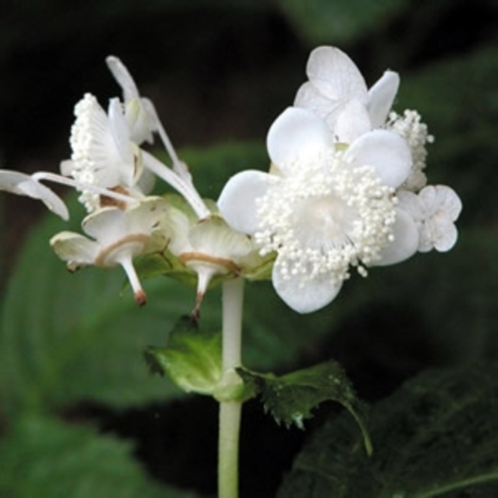 False Hydrangea - Deinanthe bifida from EC Browns Nursery