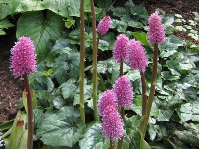 Swamp Pink - Helonias bullata from EC Browns Nursery