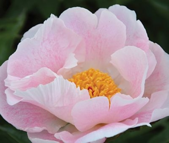 Chiffon Clouds Peony - Paeonia lactiflora from EC Browns Nursery