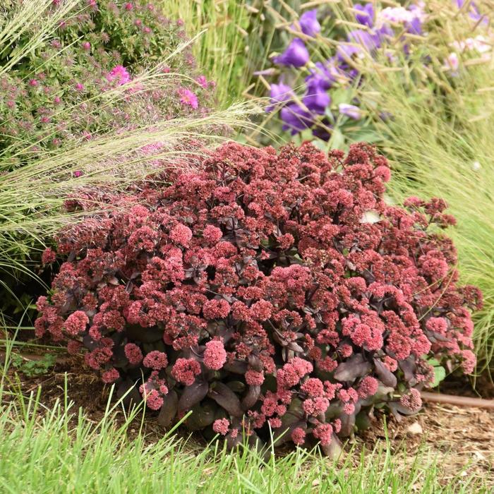 Rock 'N Grow&reg; 'Midnight Velvet' - Sedum hybrid from EC Browns Nursery