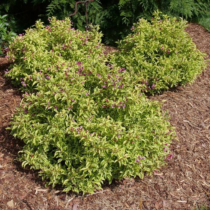 Bubbly Wine™ - Weigela florida from EC Browns Nursery