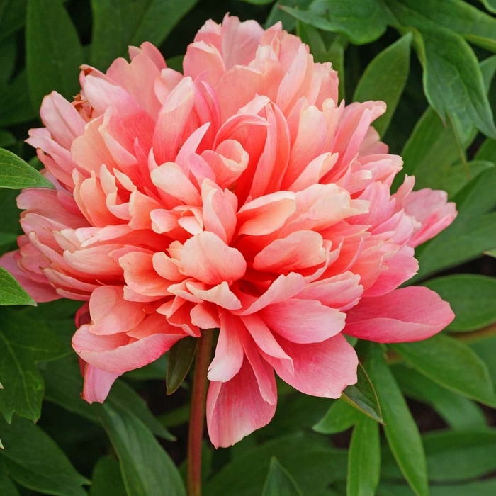 Lorelei Peony - Peaonia x 'Lorelei' from EC Browns Nursery