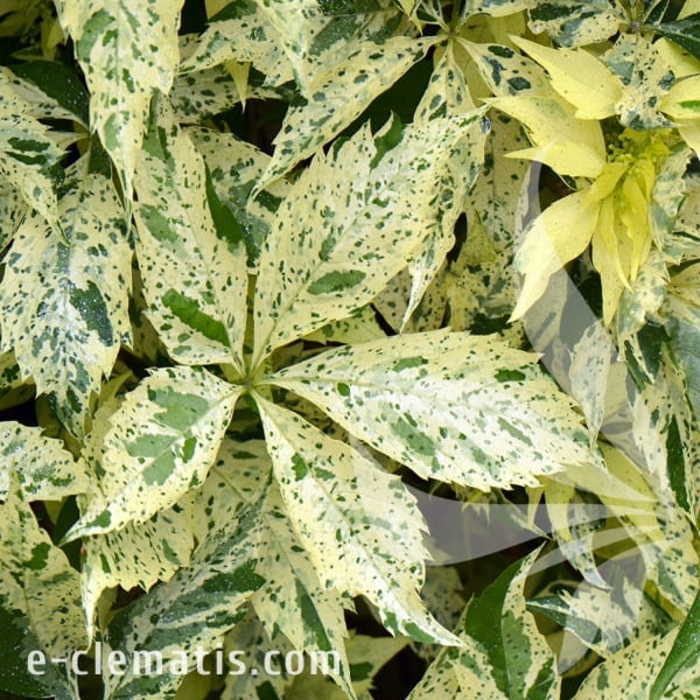 Star Showers Virginia Creeper - Parthenocissus quinquefolia 'Star Showers' from EC Browns Nursery