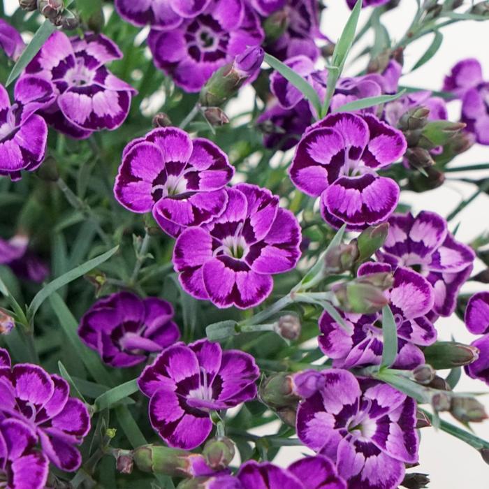 Everlast&trade; Violet Blue - Dianthus from EC Browns Nursery