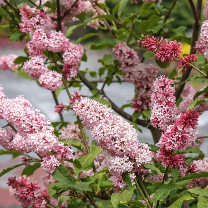 Miss Canada Lilac - Syringa x prestoniae ''Miss Canada'' from EC Browns Nursery