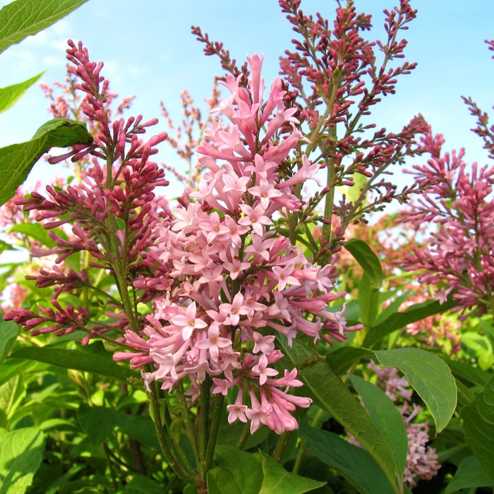 Lilac - Syringa x prestoniae 'James MacFarlane' from EC Browns Nursery