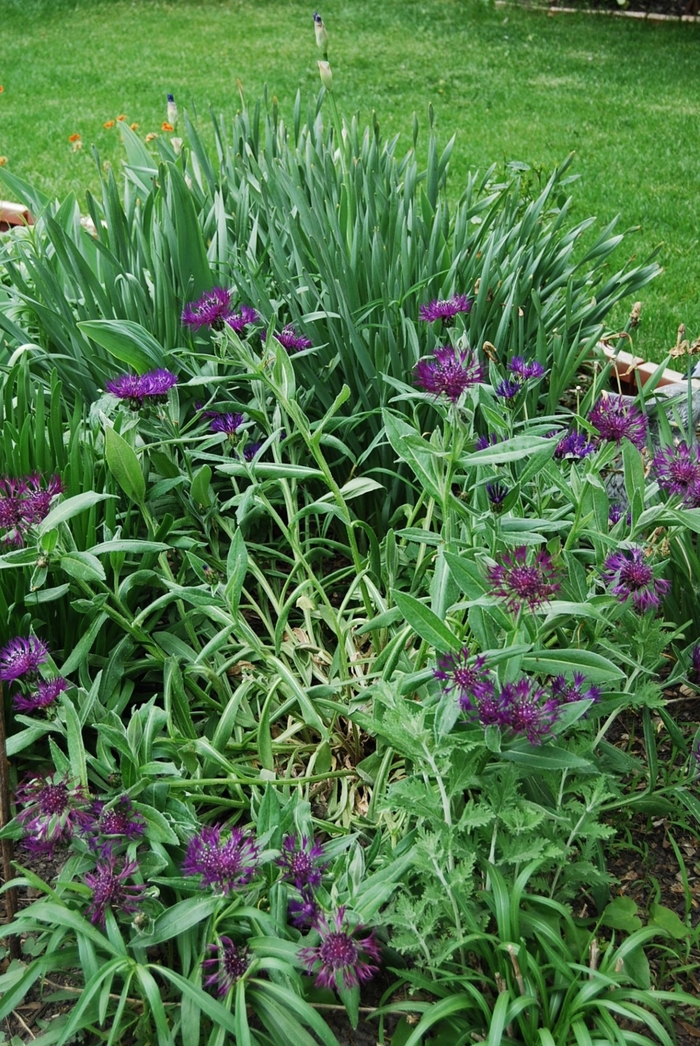 Bachelor's Button - Centaurea montana 'Amethyst Dream' from EC Browns Nursery