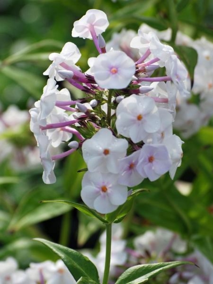 Daughter of Pearl Garden Phlox - Phlox x EARLIBEAUTY 'Daughter of Pearl' from EC Browns Nursery