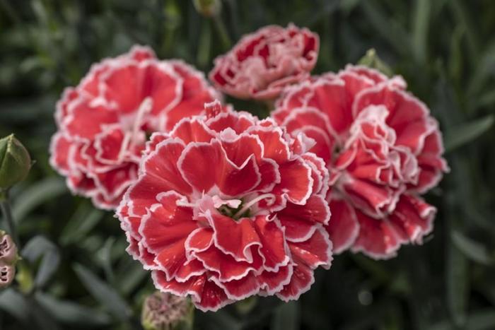 Constant Beauty&reg; 'Crush Orange' - Dianthus (Pinks) from EC Browns Nursery