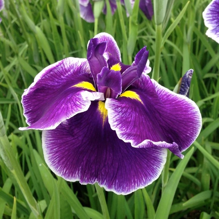 Crystal Halo Japanese Iris - Iris ensata 'Cyrstal Halo' from EC Browns Nursery