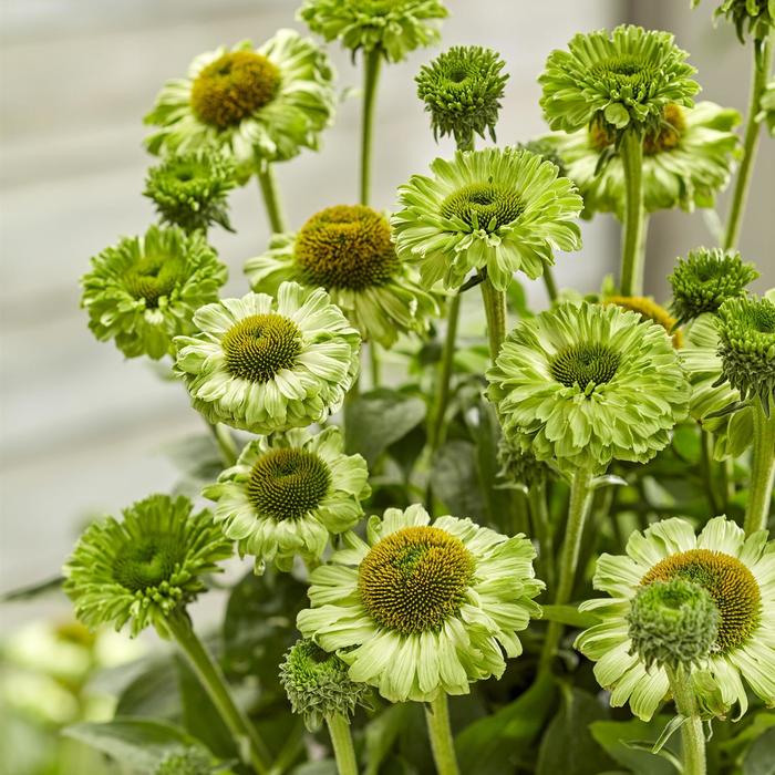'SunSeekers Apple Green' Coneflower - Echinacea from EC Browns Nursery