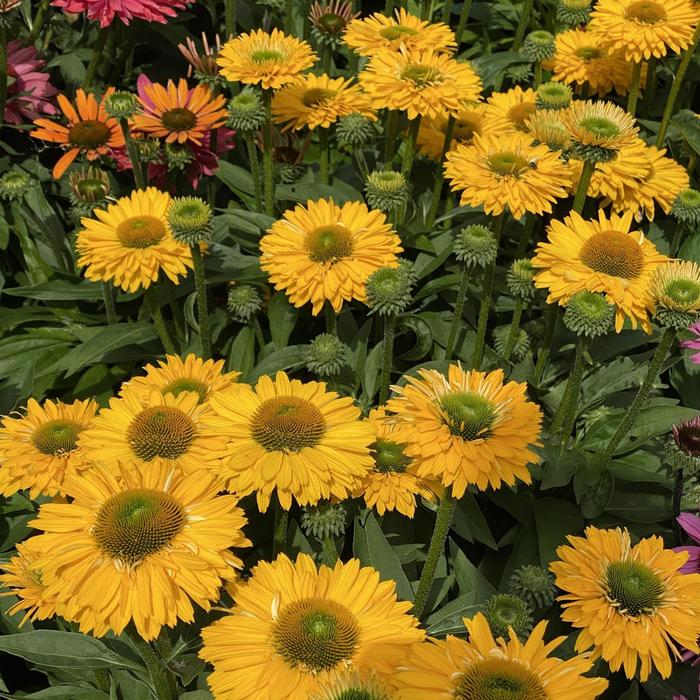 'SunSeekers Golden Sun' Coneflower - Echinacea from EC Browns Nursery
