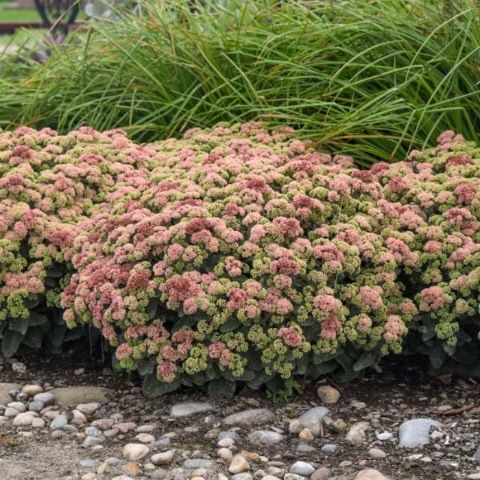 CoralJade Sedum - Sedum Rock n' Grow 'Coraljade' from EC Browns Nursery