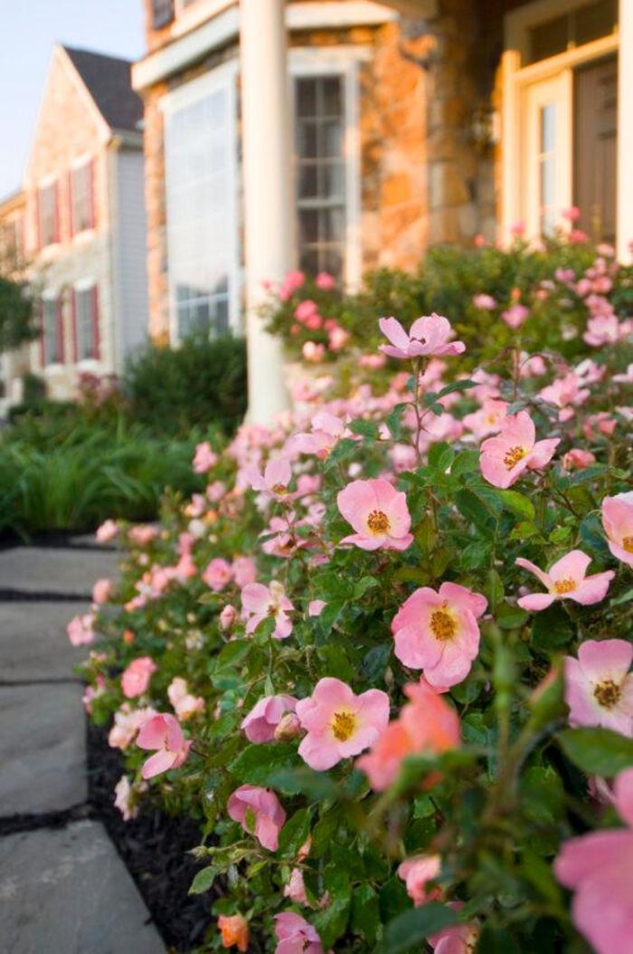 Rainbow Knock Out® - Rosa 'Radcor' PP17346, CPBR 3444 from EC Browns Nursery