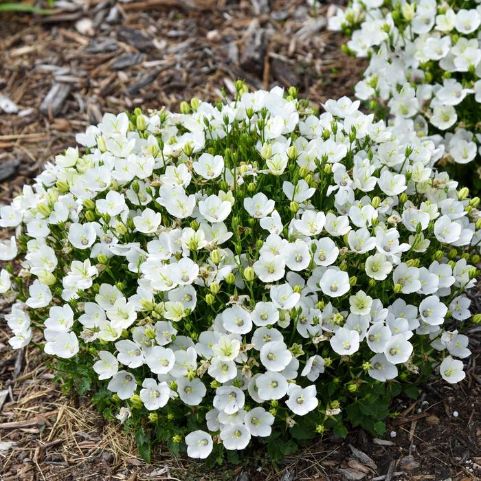 Mini Marvels&trade; 'Starbright - Campanula carpatica (Carpathian Bellflower) from EC Browns Nursery