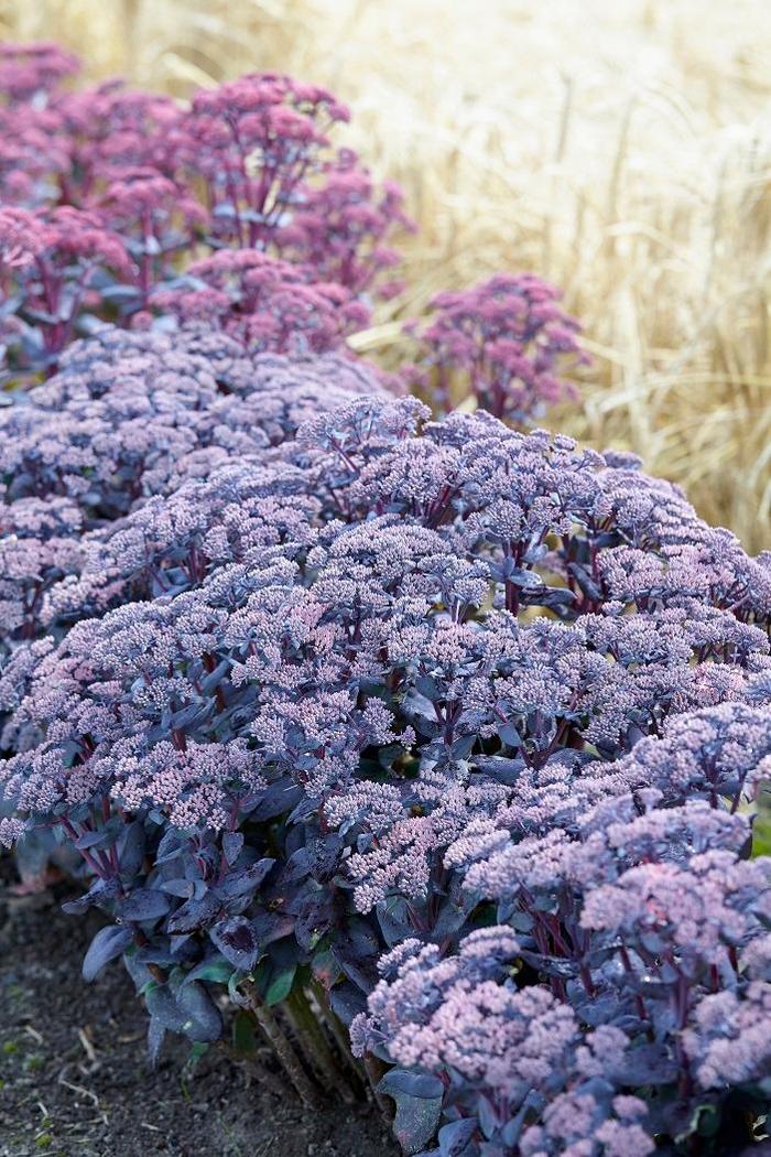 Mojave Jewels&trade; 'Sapphire' - Sedum (Stonecrop) from EC Browns Nursery