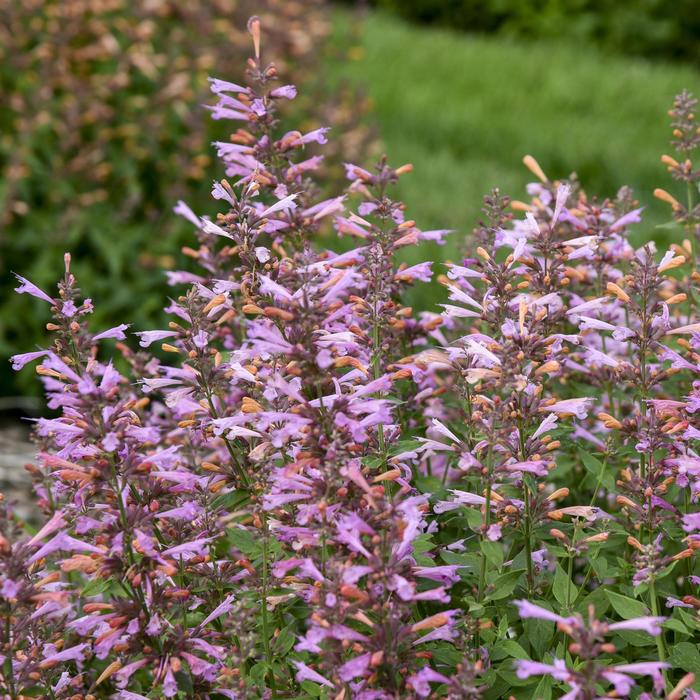 'Pinky Pie' Hummingbird Mint - Agastache rupestris from EC Browns Nursery