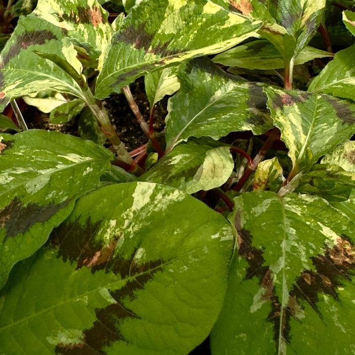 'Painter's Palette' Tovara - Persicaria virginiana from EC Browns Nursery