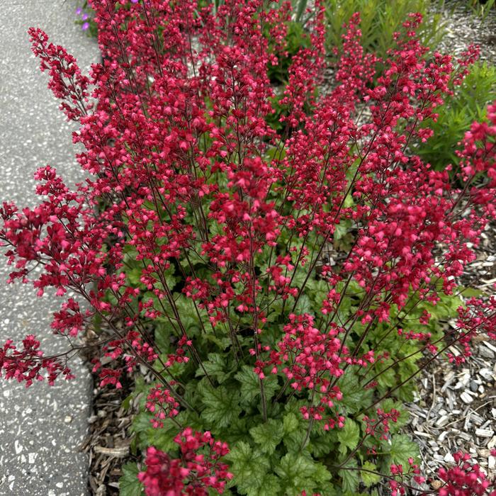 'Firefly' Coral Bells - Heuchera sanguinea from EC Browns Nursery