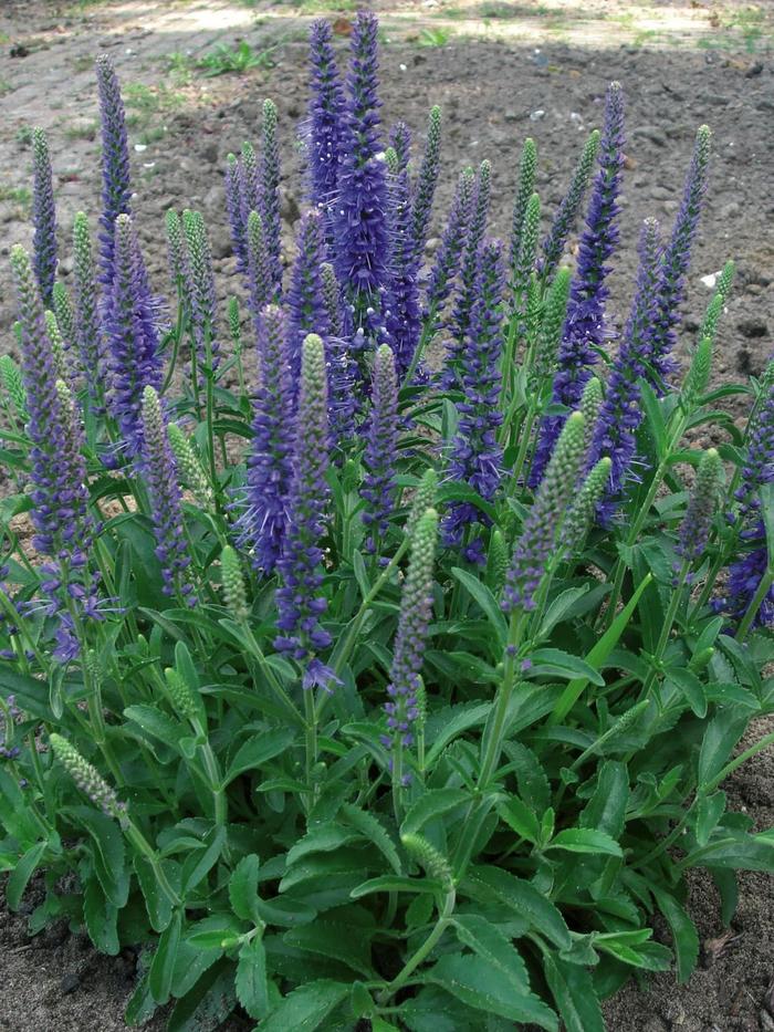 'Baby Blue' Speedwell - Veronica from EC Browns Nursery