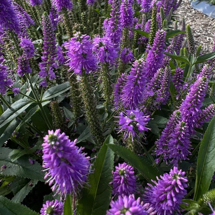 Skyward&trade; Lilac - Veronica longifolia from EC Browns Nursery