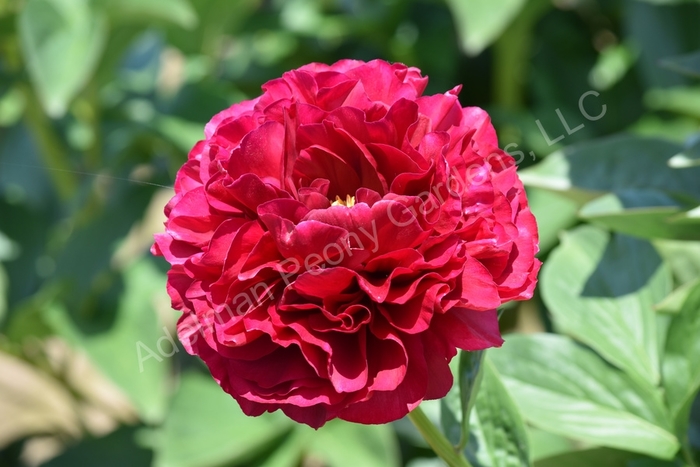 Old Faithful Peony - Paeonia lactiflora 'Old Faithful' from EC Browns Nursery