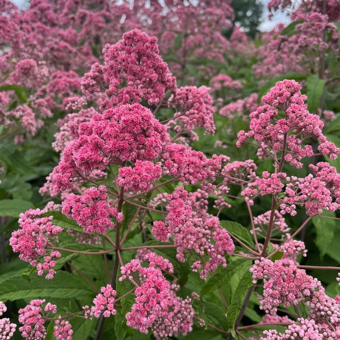 'JoJo' Joe Pye Weed - Eupatorium fistulosum from EC Browns Nursery