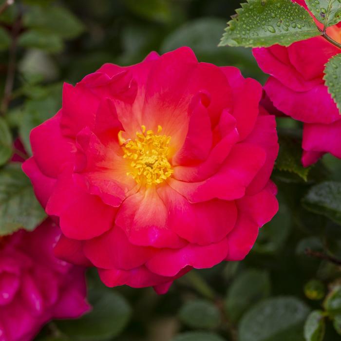 Highwire Flyer&trade; Climbing Rose - Rosa from EC Browns Nursery