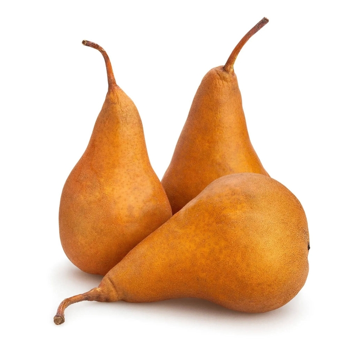 Bosc Pear - Pear 'Bosc' from EC Browns Nursery
