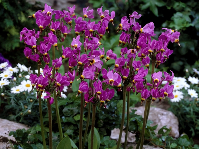 Shooting Star - Dodecatheon media from EC Browns Nursery