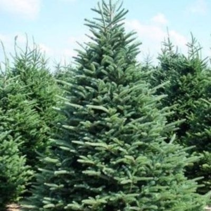 Frazer Fir - Abies fraseri from EC Browns Nursery