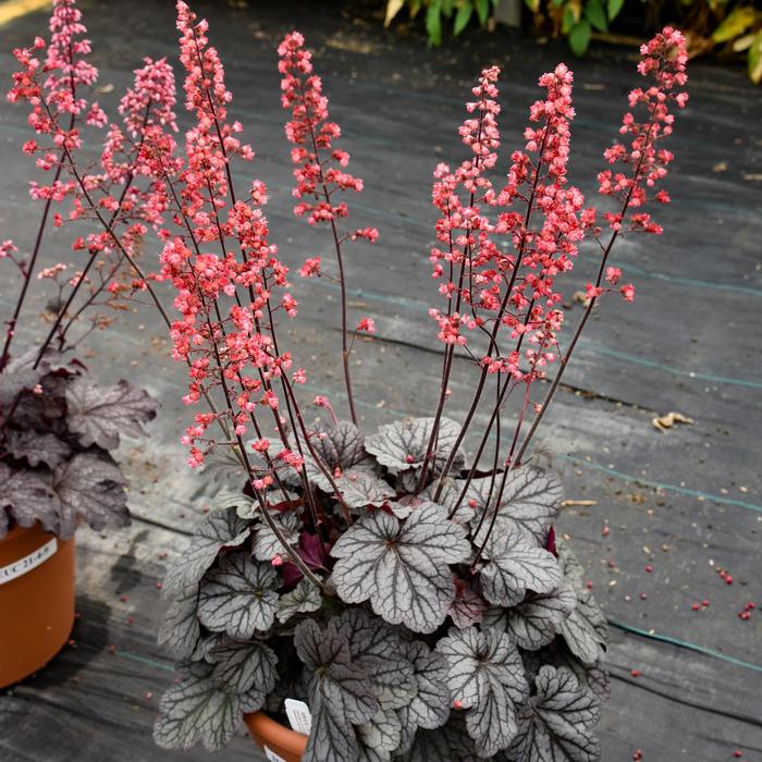 Dolce&reg; 'Glazed and Infused' - Heuchera (Coral Bells) from EC Browns Nursery