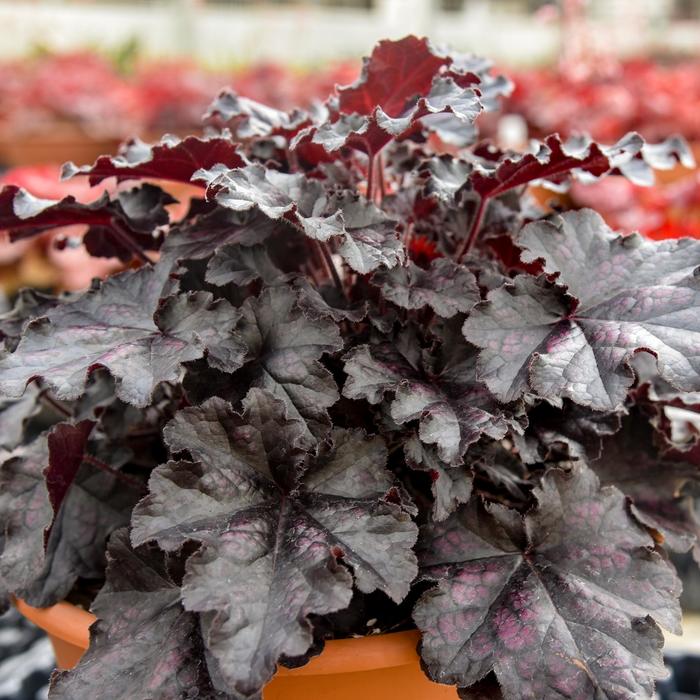 Dolce&reg; 'Sultry Night' - Heuchera (Coral Bells) from EC Browns Nursery