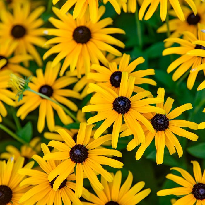 'Treasure Trove' Black-Eyed Susan - Rudbeckia from EC Browns Nursery