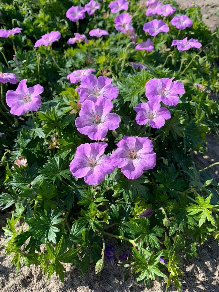 Frivolius&trade; Lilac Cranesbill - Geranium sanguineum from EC Browns Nursery