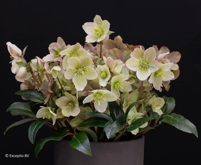 'Eternal Spark' Lenten Rose - Helleborus orientalis from EC Browns Nursery