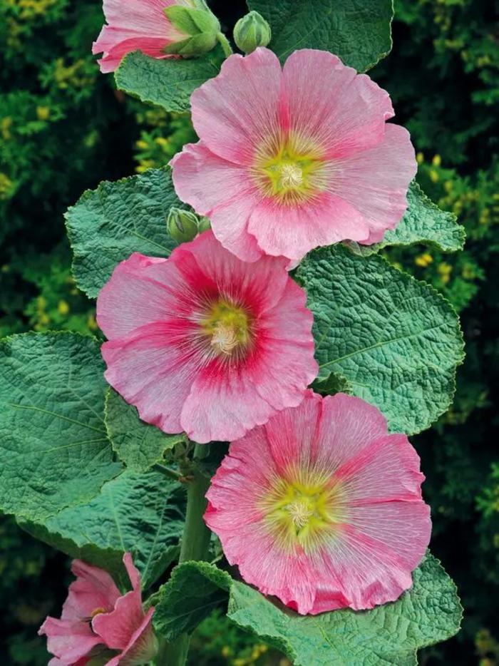 Spotlight&trade; 'Radiant Rose' - Alcea rosea (Hollyhock) from EC Browns Nursery