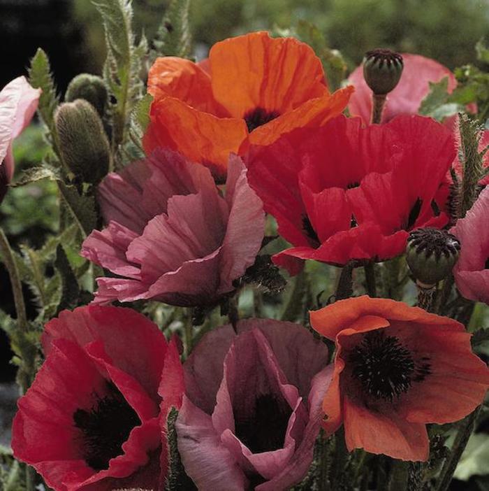 'Fruit Punch' Oriental Poppy - Papaver orientale from EC Browns Nursery