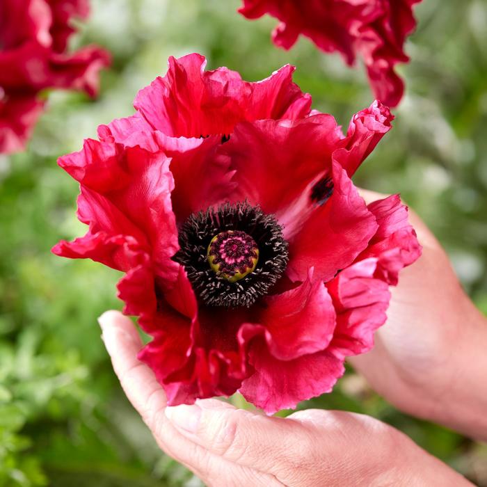 'Red Rumble' Iceland Poppy - Papaver orientale from EC Browns Nursery