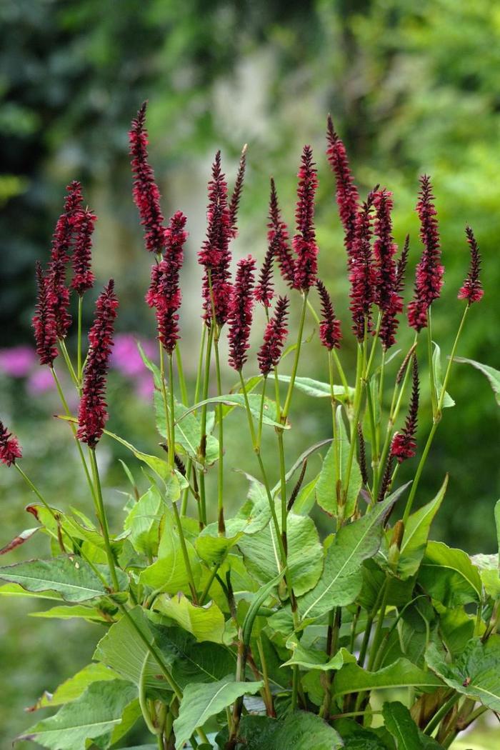 'Blackfield' Mountain Fleece - Persicaria amplexicaulis from EC Browns Nursery