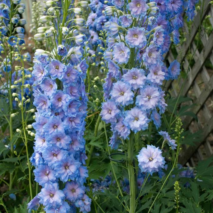 New Millennium&trade; 'Blue Lace' - Delphinium elatum (Larkspur) from EC Browns Nursery