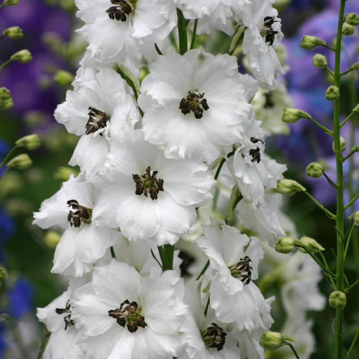 'Black Eyed Angels' New Zealand Delphinium - Delphinium from EC Browns Nursery