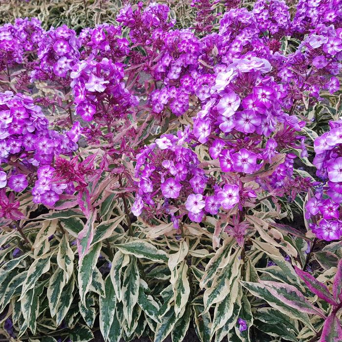'Olympus' - Phlox paniculata from EC Browns Nursery