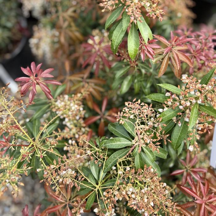 'Dorothy Wycoff' Pieris - Pieris japonica from EC Browns Nursery